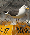 juvenile LBBG in October, ringed in Norway. (131273 bytes)